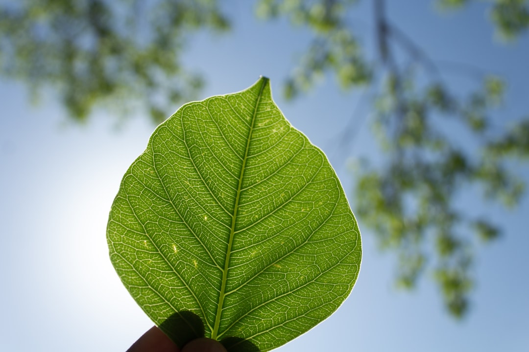 Kratom Buch: Ihr Leitfaden für natürliche Heilkraft