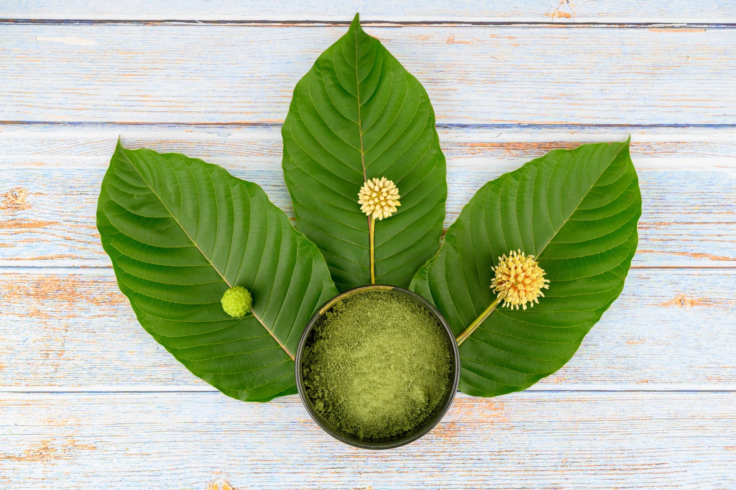 Kratom Baum: Alles Wissenswerte für Kratom-Liebhaber